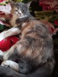 Британская кошечка трехцветного окраса