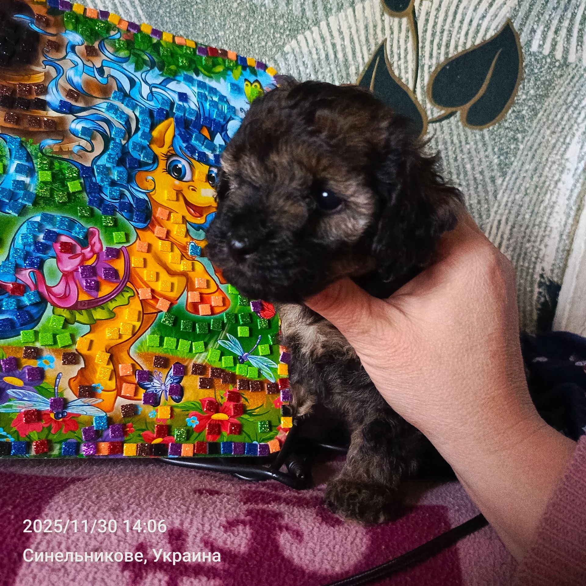 Продам девочку той-пуделя