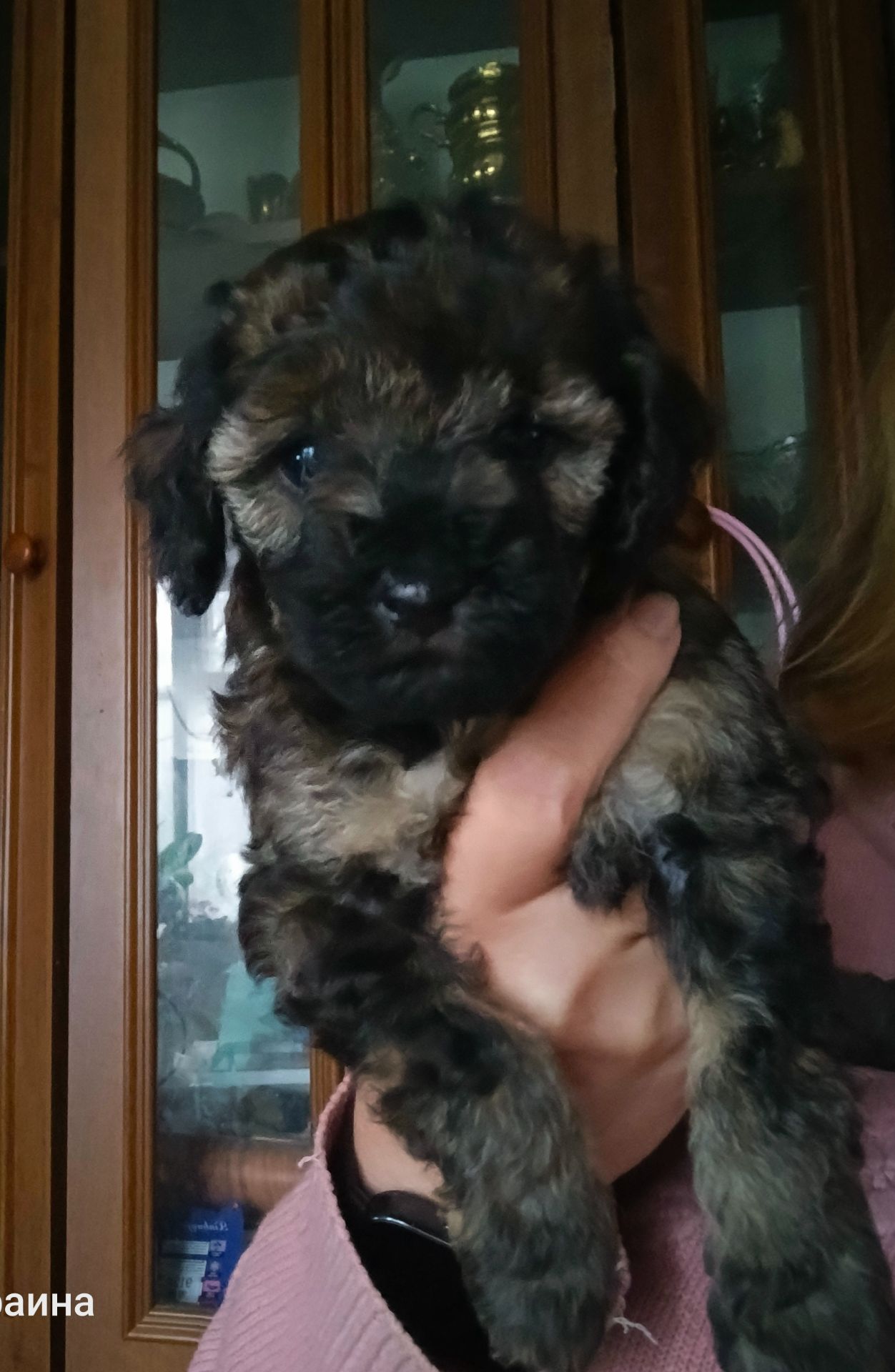 Продам девочку той-пуделя