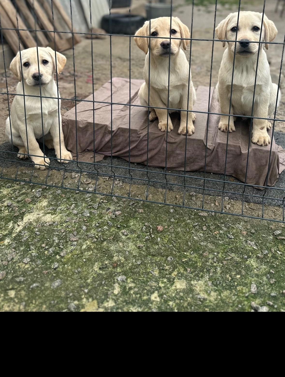 Цуценята лабрадори