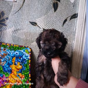 Продам девочку той-пуделя