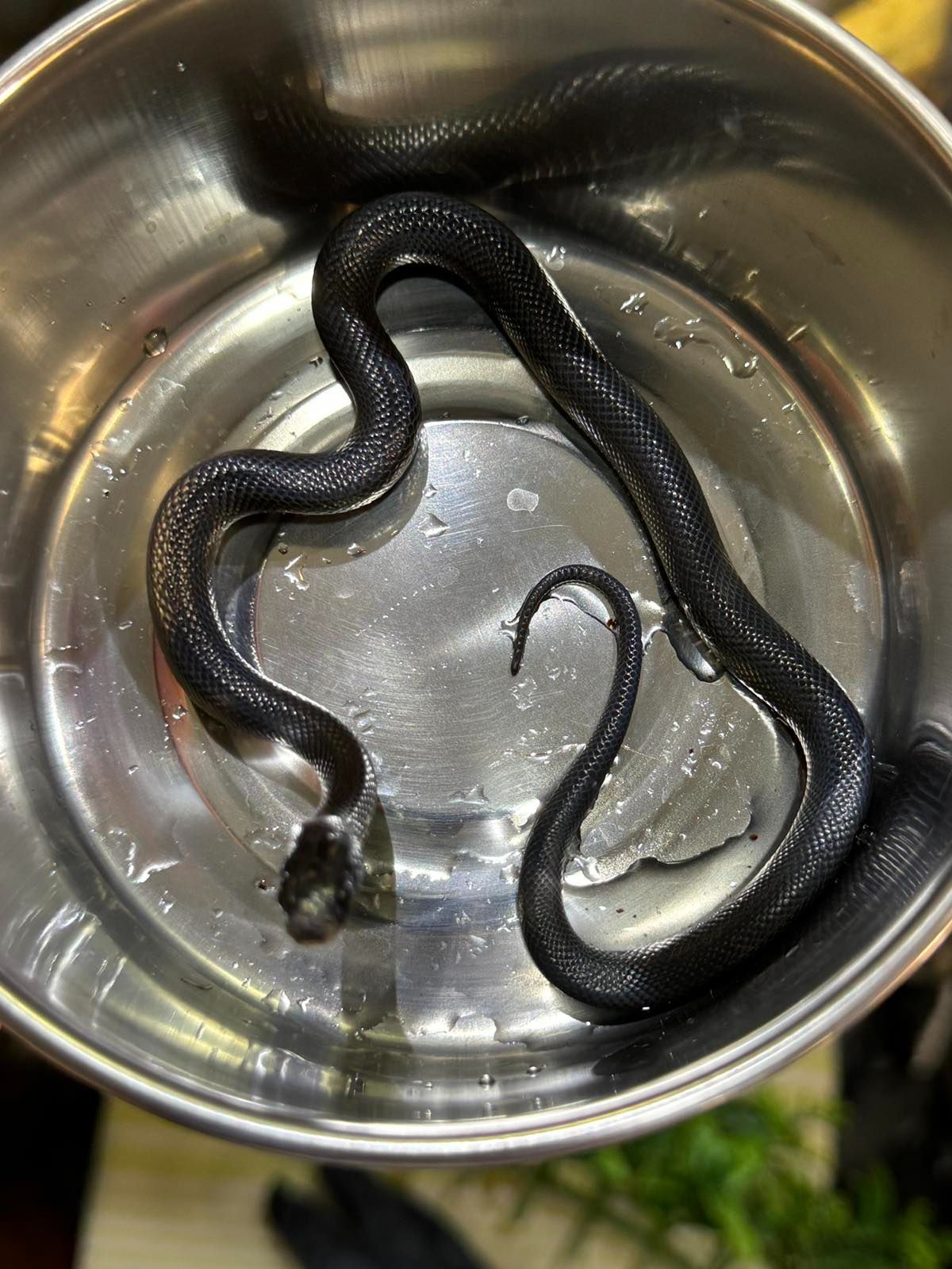 Королівська повністю чорна змія, або нігрита