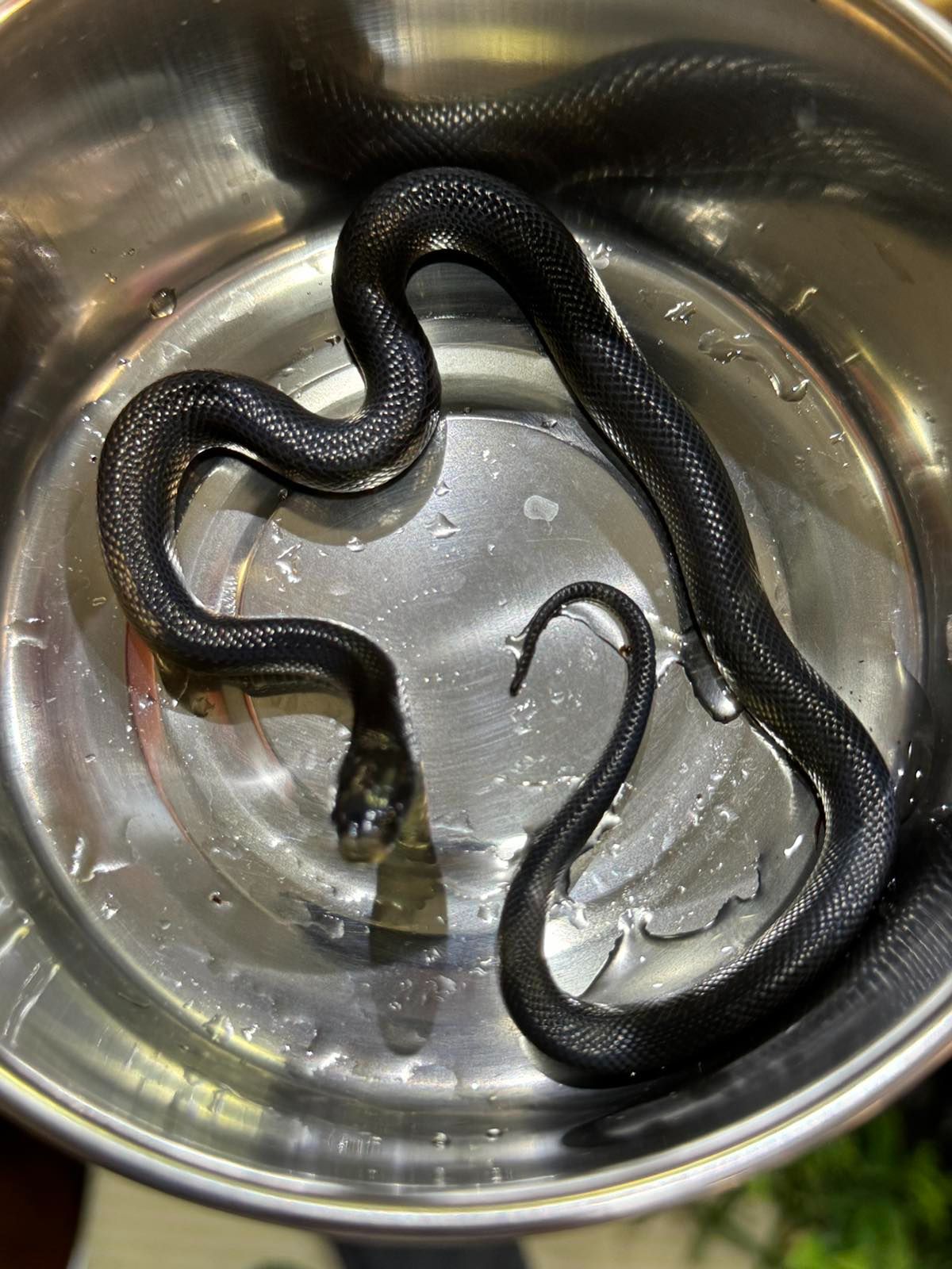 Королівська повністю чорна змія, або нігрита