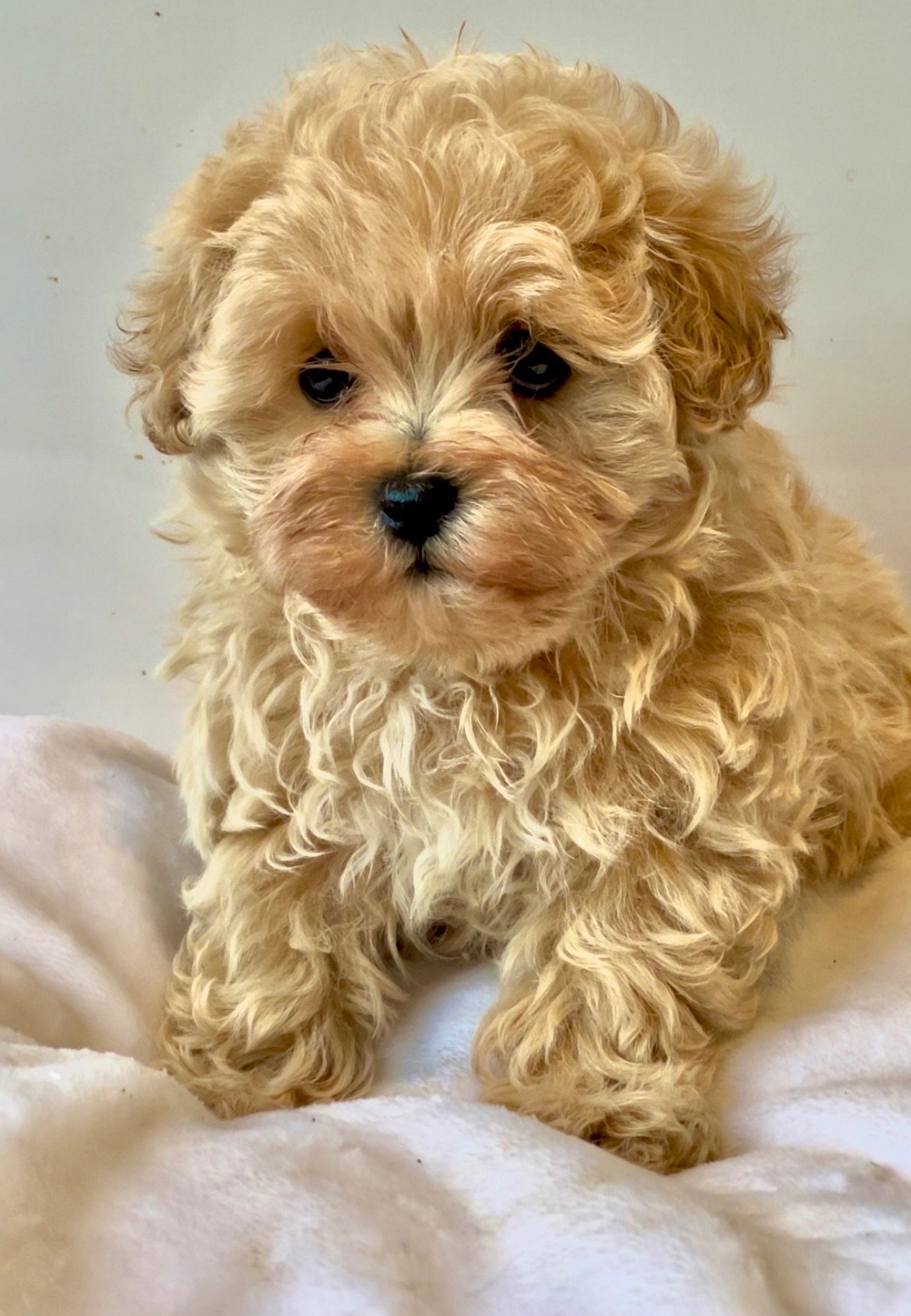 Помапу та Мальтіпу