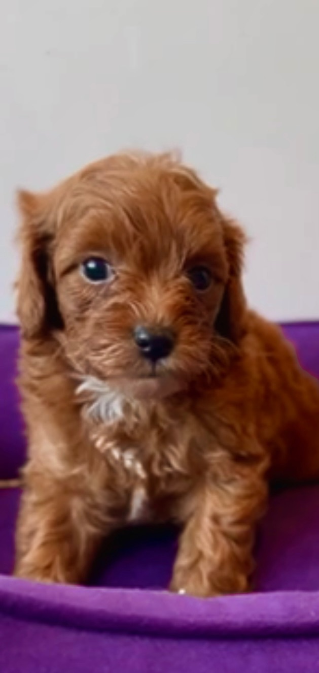 Помапу та Мальтіпу