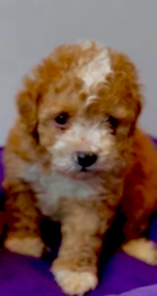 Помапу та Мальтіпу