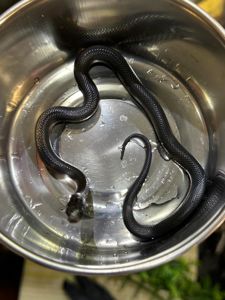 Королівська повністю чорна змія, або нігрита