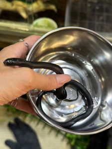 Королівська повністю чорна змія, або нігрита