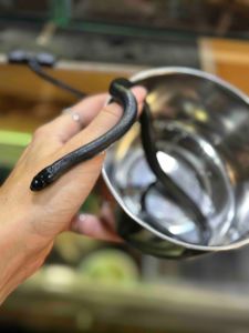 Королівська повністю чорна змія, або нігрита