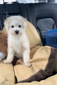 Помапу та Мальтіпу