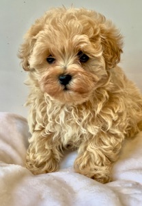 Помапу та Мальтіпу