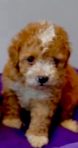 Помапу та Мальтіпу