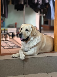 Цуценята лабрадори