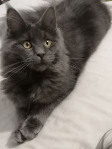 Мейн-кун девочка