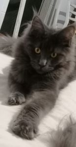 Мейн-кун девочка