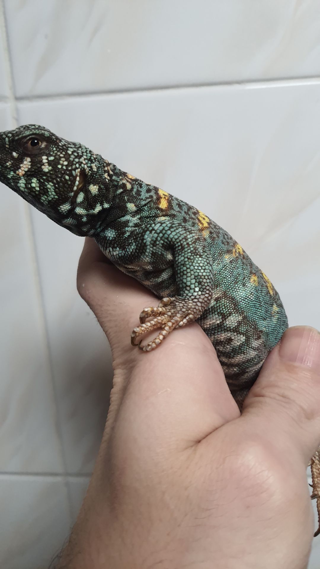 Украшенный шипохвост