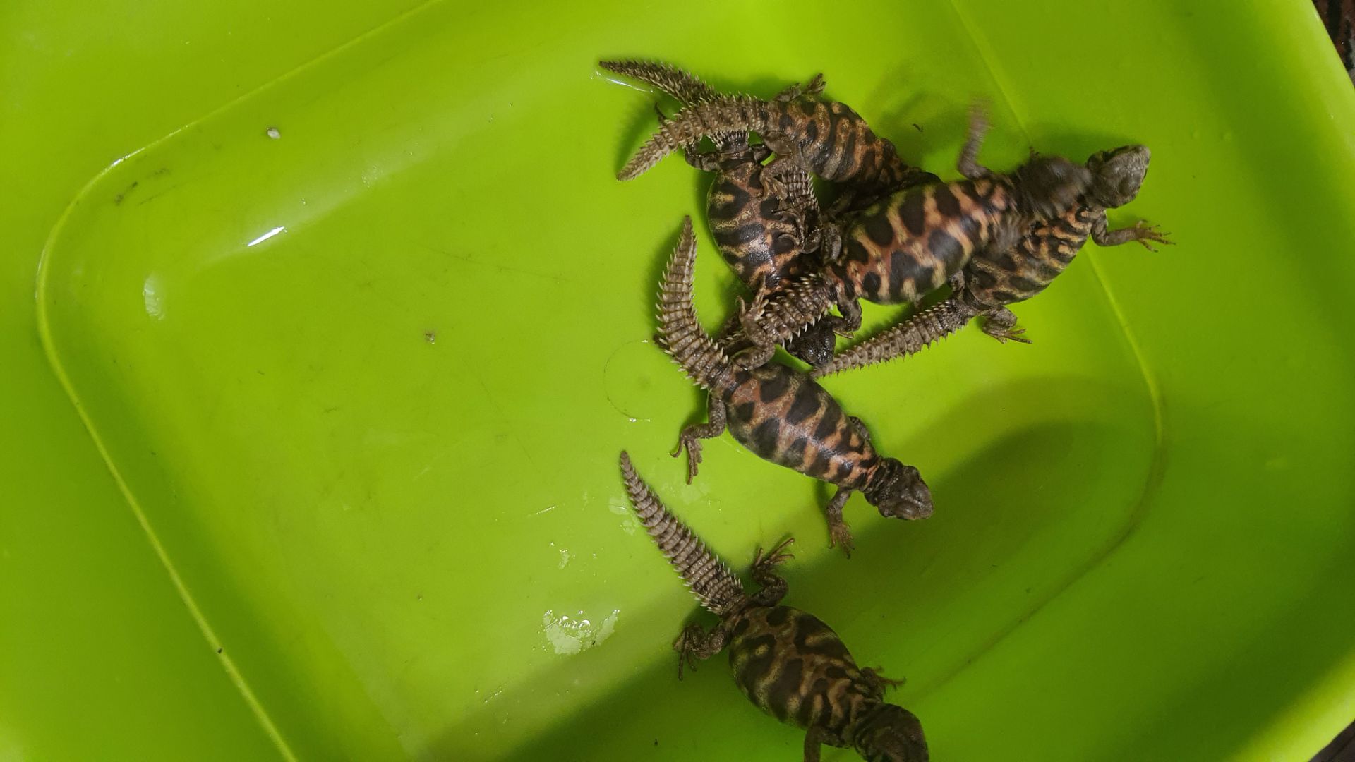 Украшенный шипохвост