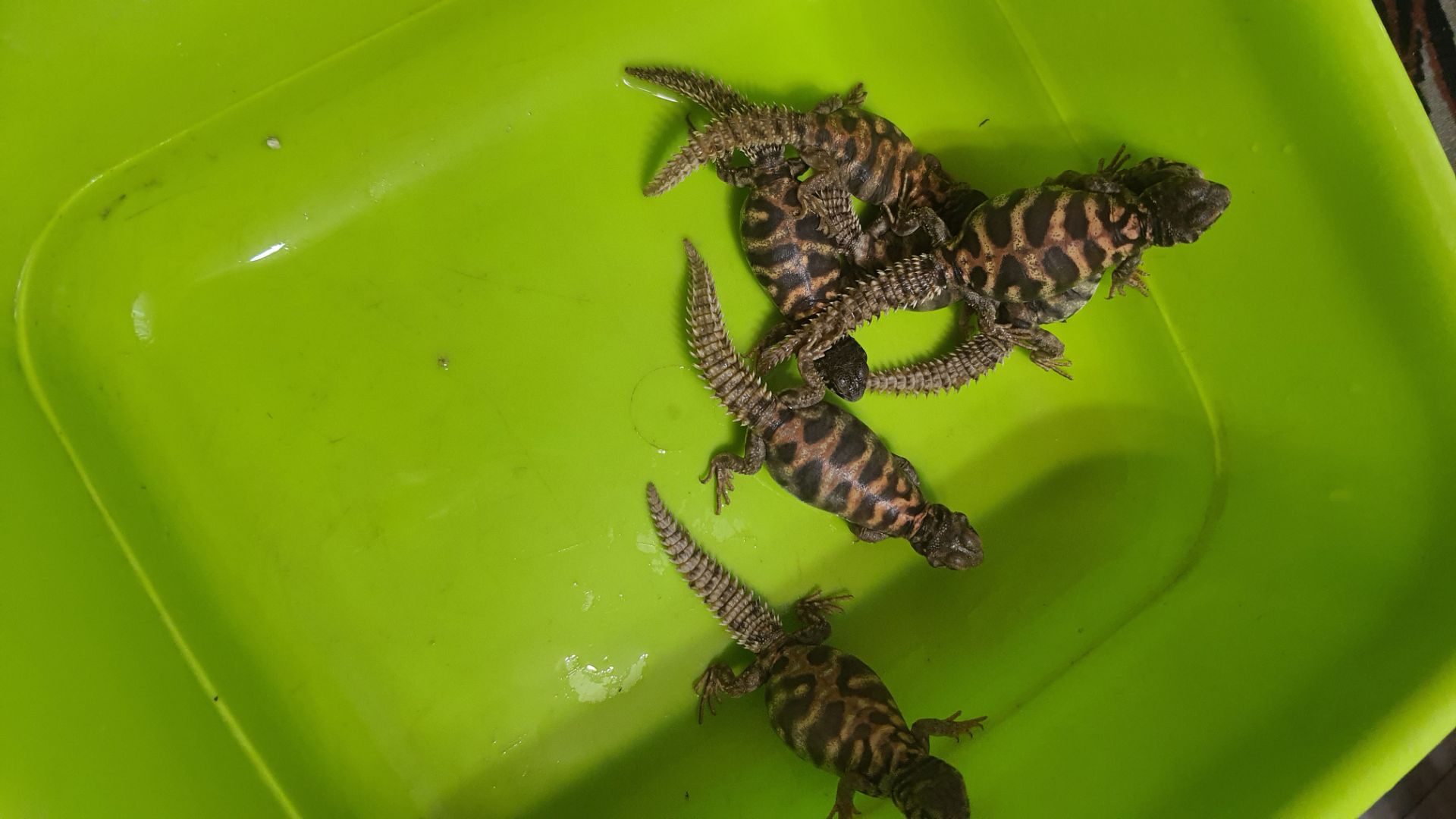 Украшенный шипохвост