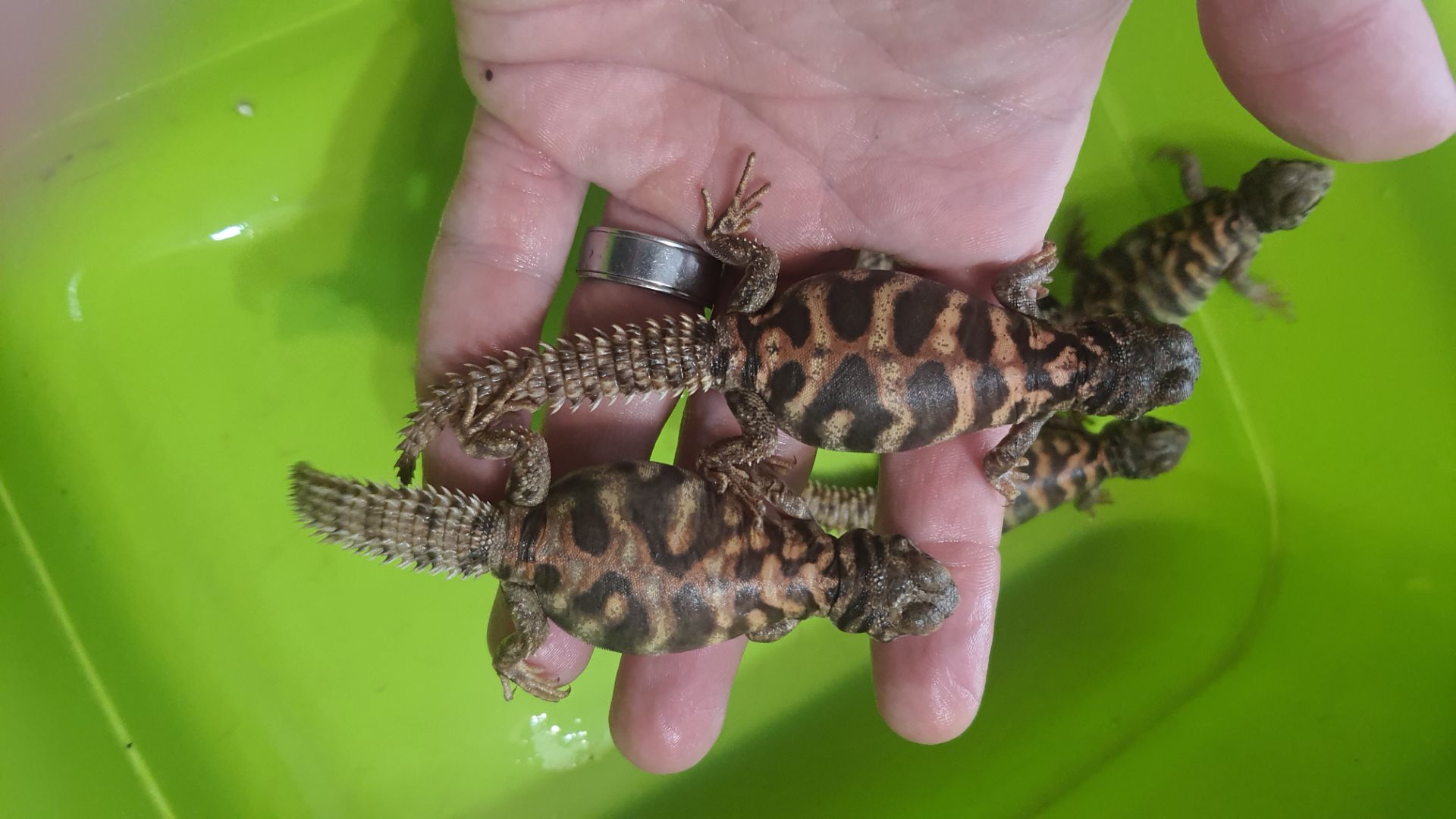 Украшенный шипохвост