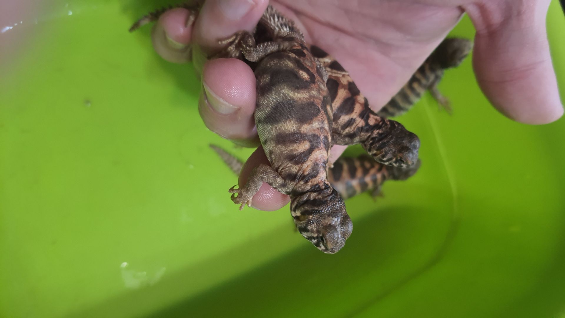 Украшенный шипохвост