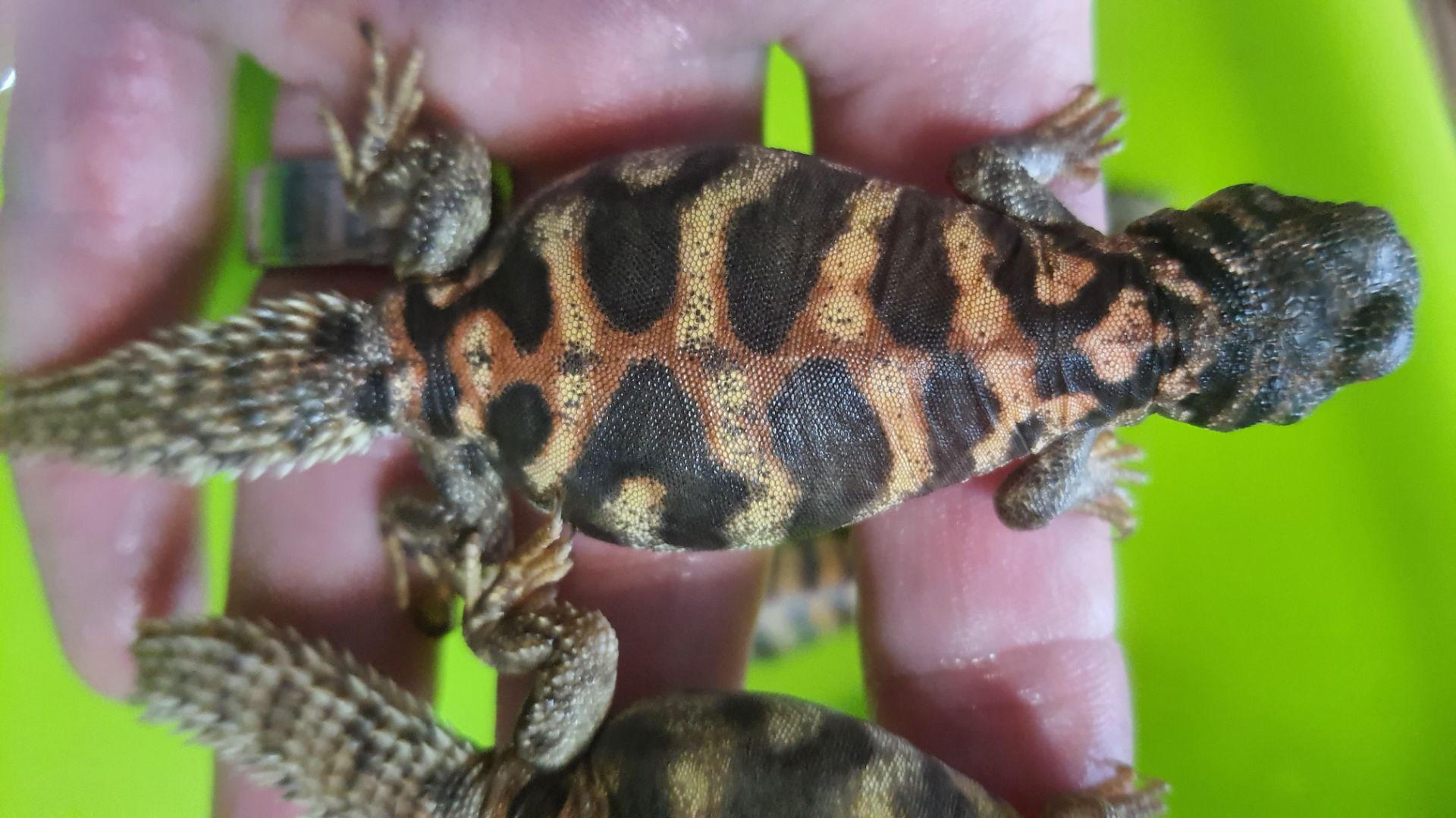 Украшенный шипохвост