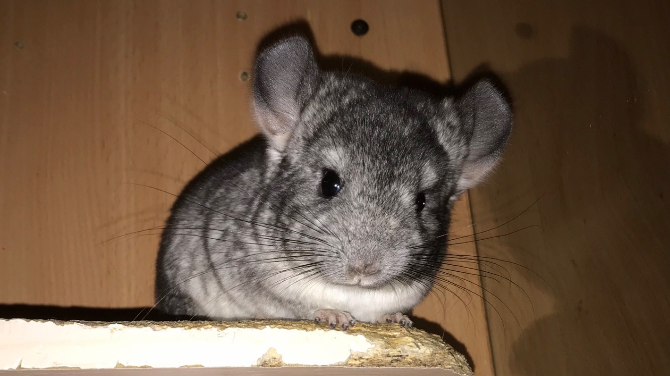 Хлопчик шиншила хутровий стандарт носій німецького фіолету