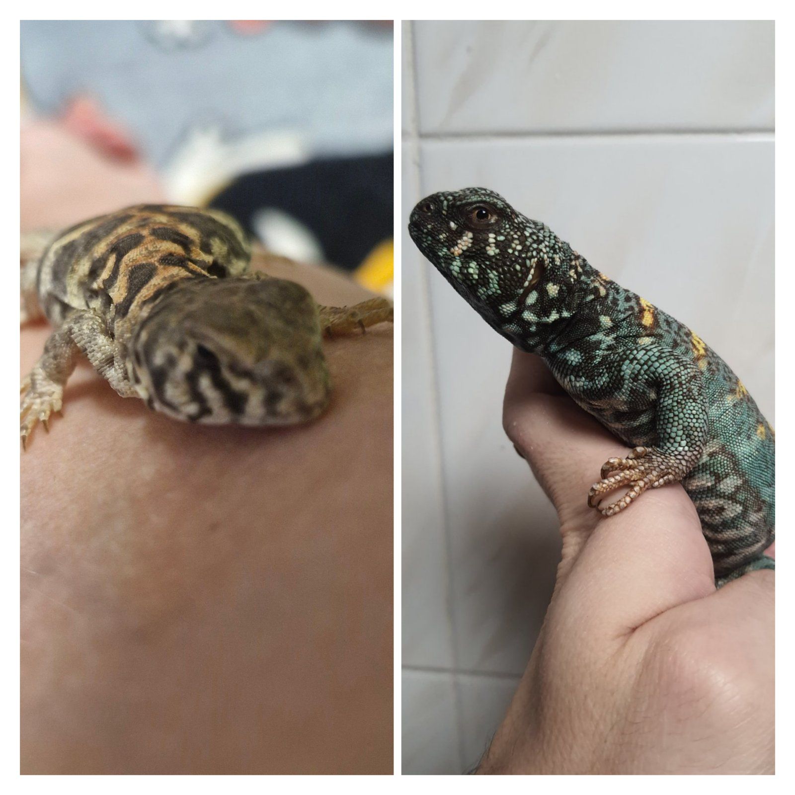 Украшенный шипохвост