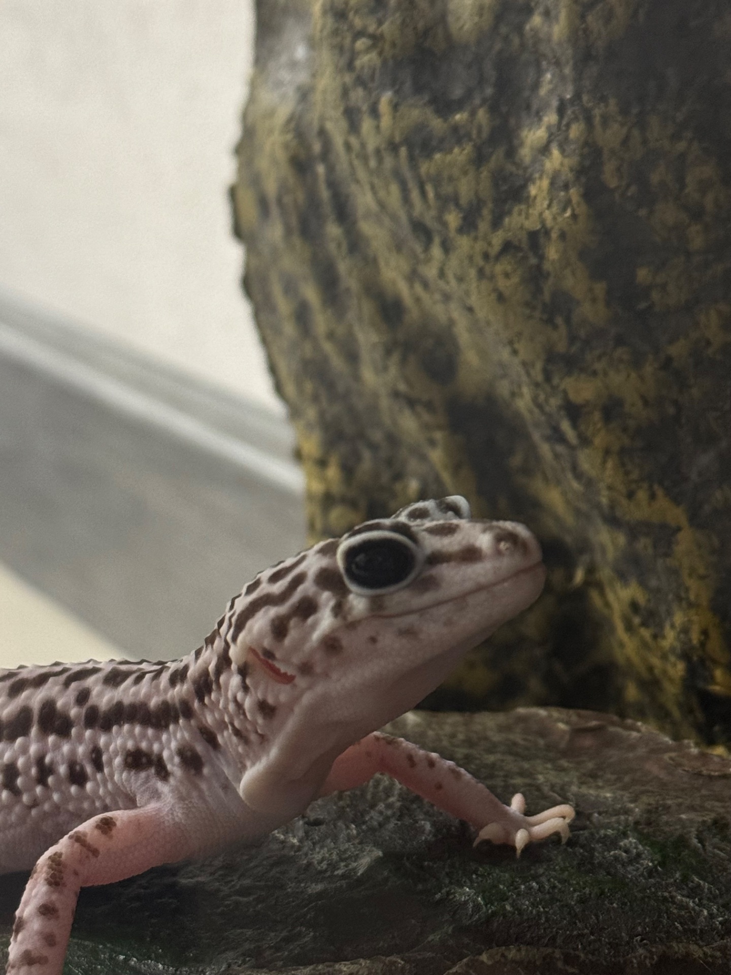 Гемитоникс еублефар