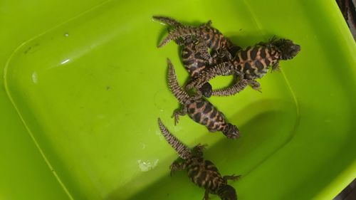 Украшенный шипохвост