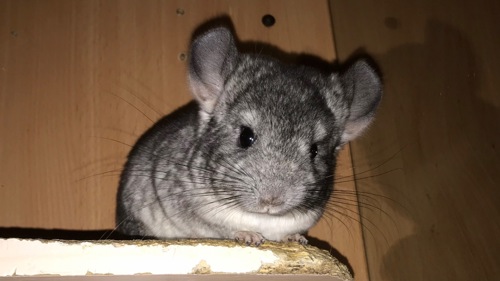 Хлопчик шиншила хутровий стандарт носій німецького фіолету