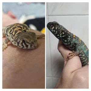 Украшенный шипохвост