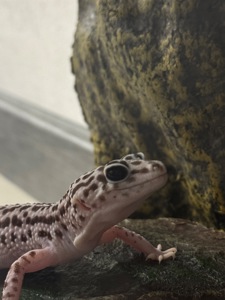 Гемитоникс еублефар