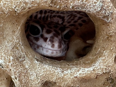 Гемитоникс еублефар