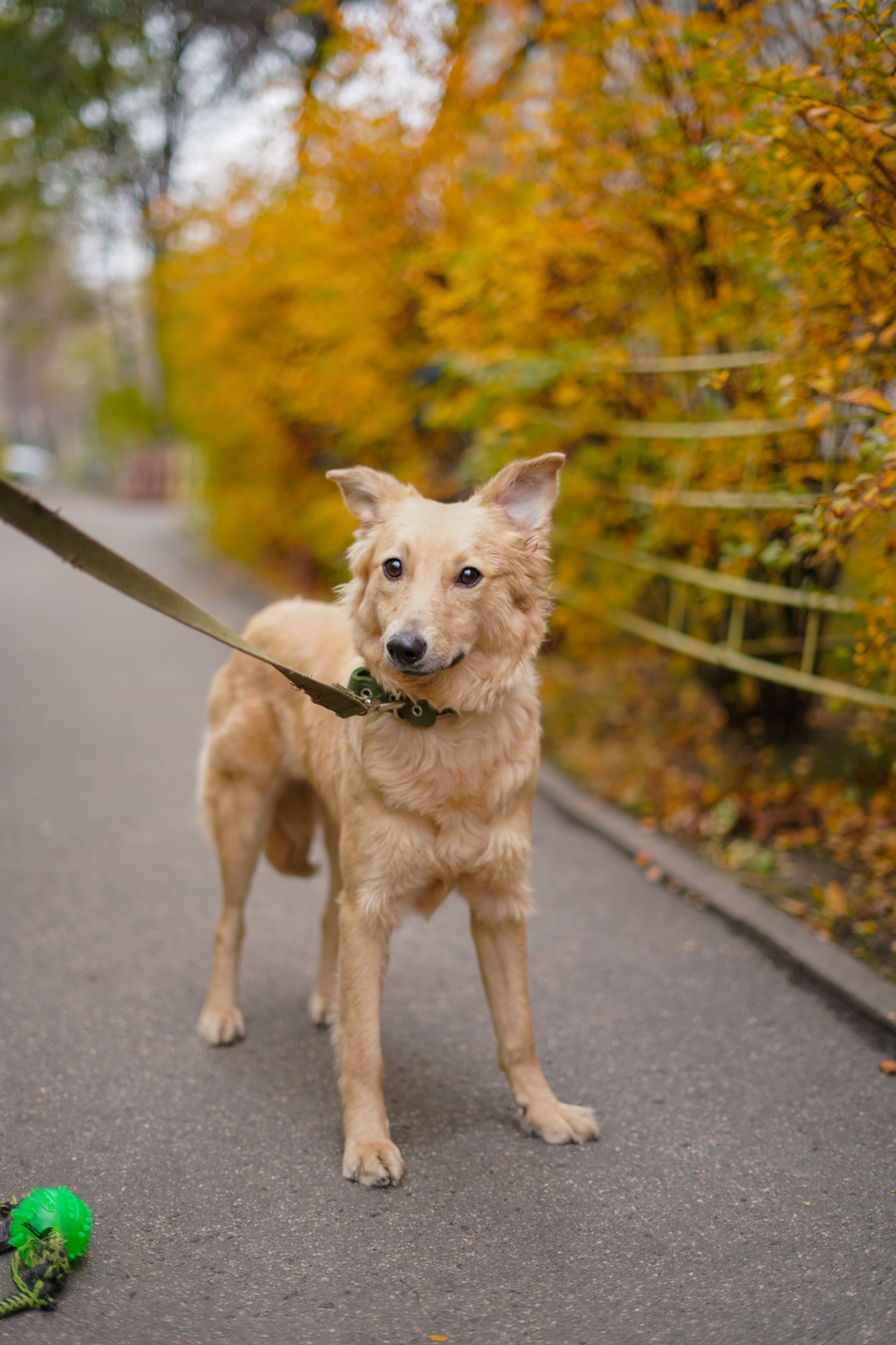 Гарна собачка Лола шукає сім’ю!