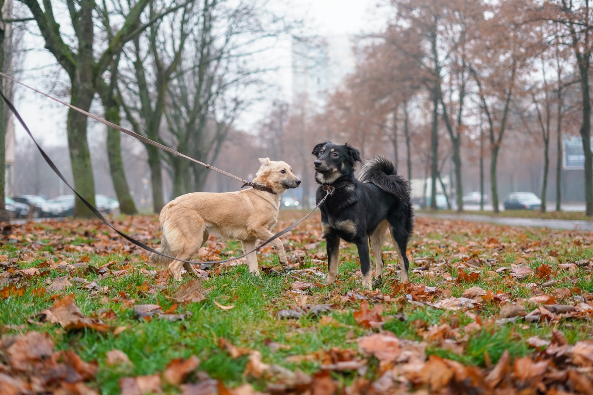 Сестрички Меггі та Верона мріють про родину!