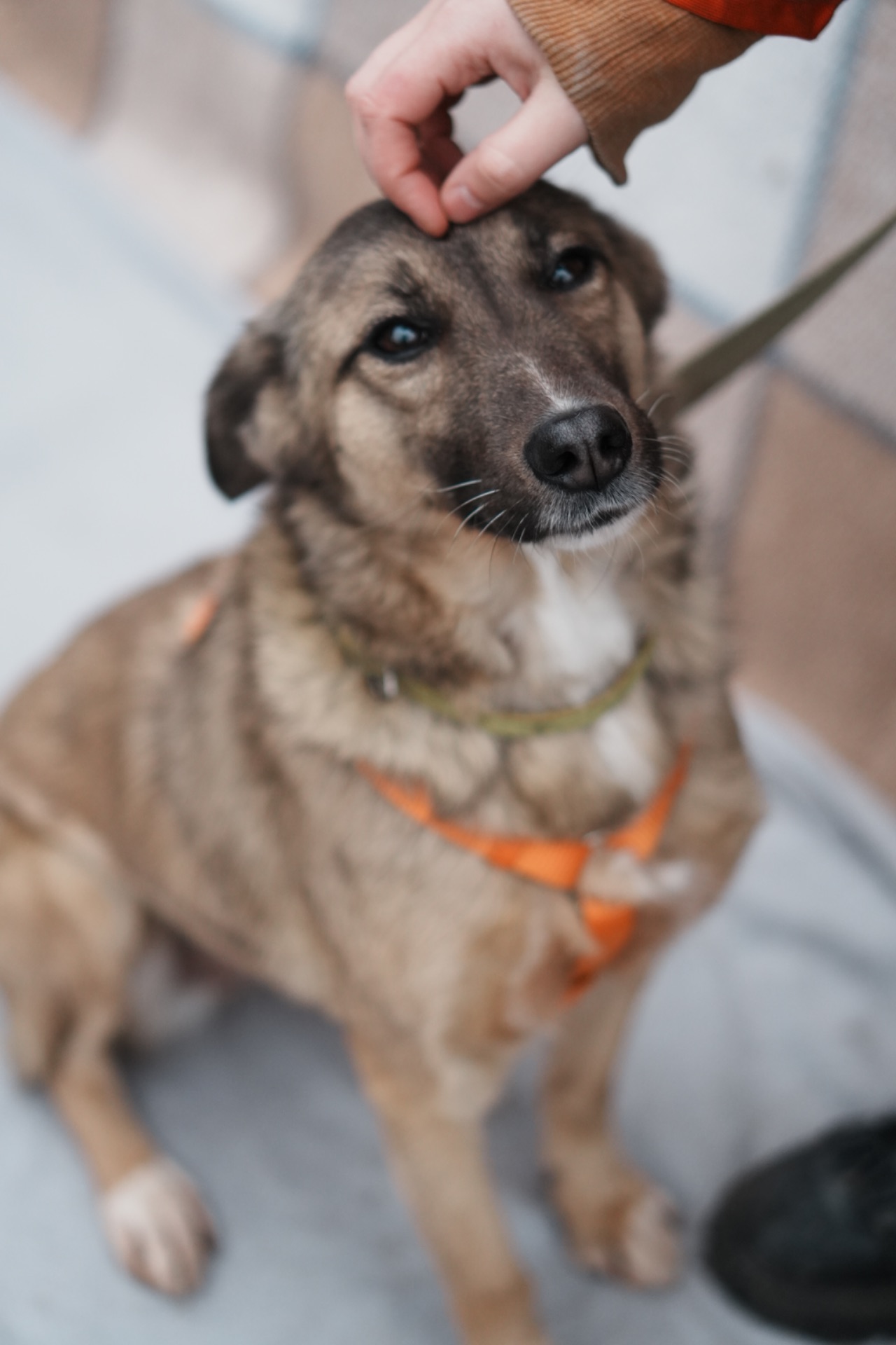 Врятована під вибухом Сімка мріє про родину!