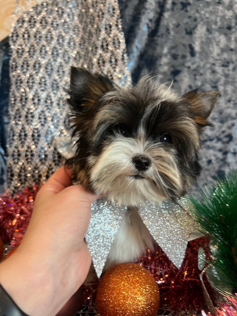 Бівер йорк хлопчики Документи КСУ