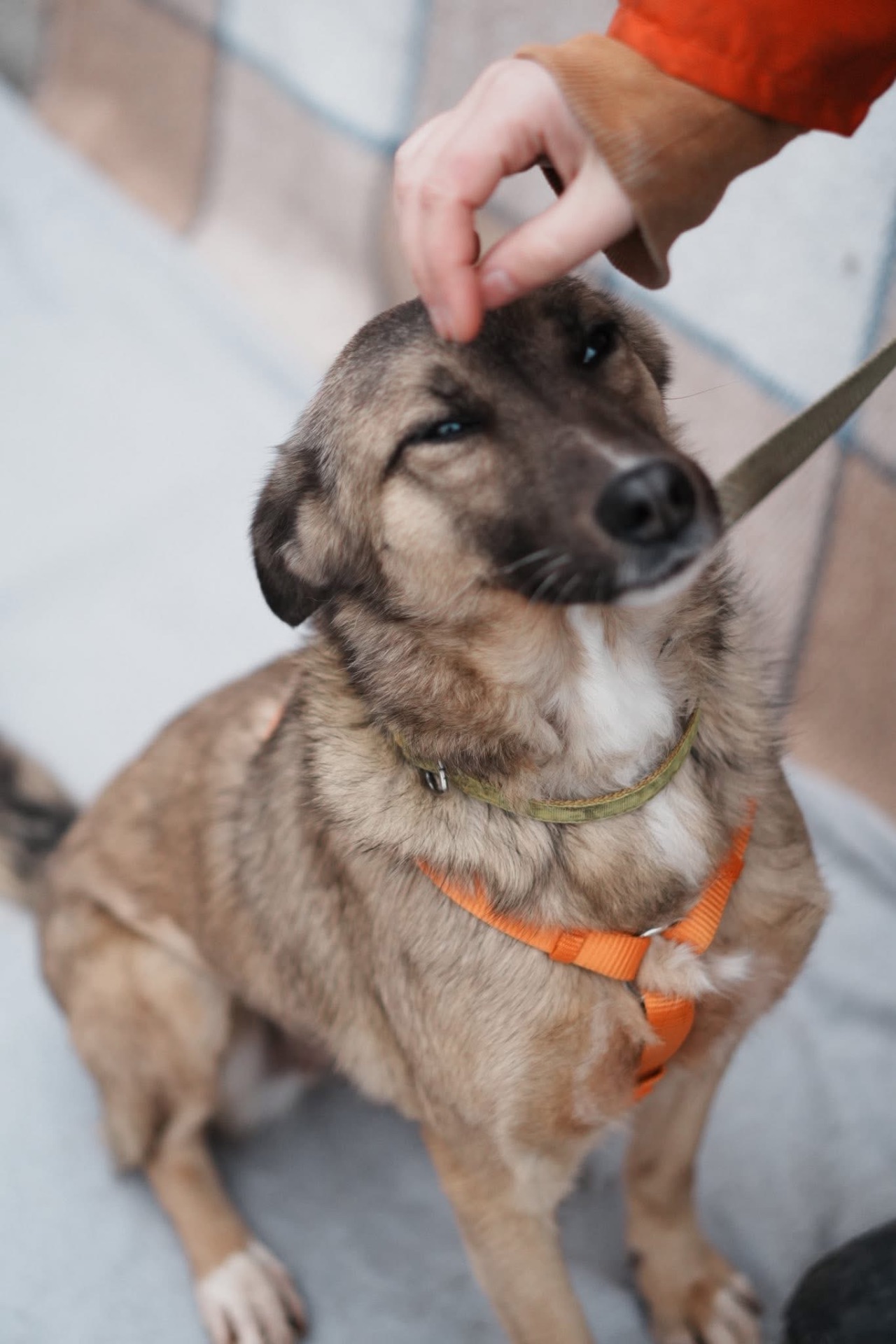 Врятована під вибухом Сімка мріє про родину!