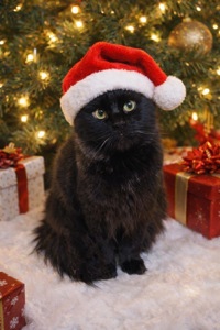 Дуже гарна і розумна киця Мартіша!