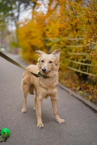 Гарна собачка Лола шукає сім’ю!