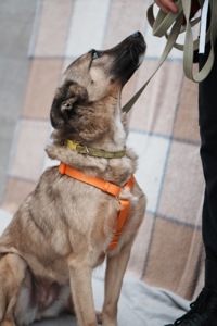 Врятована під вибухом Сімка мріє про родину!