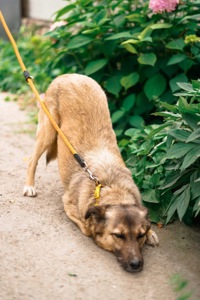 Врятована під вибухом Сімка мріє про родину!