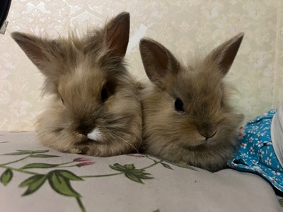 Продам кроликів разом із великою кліткою