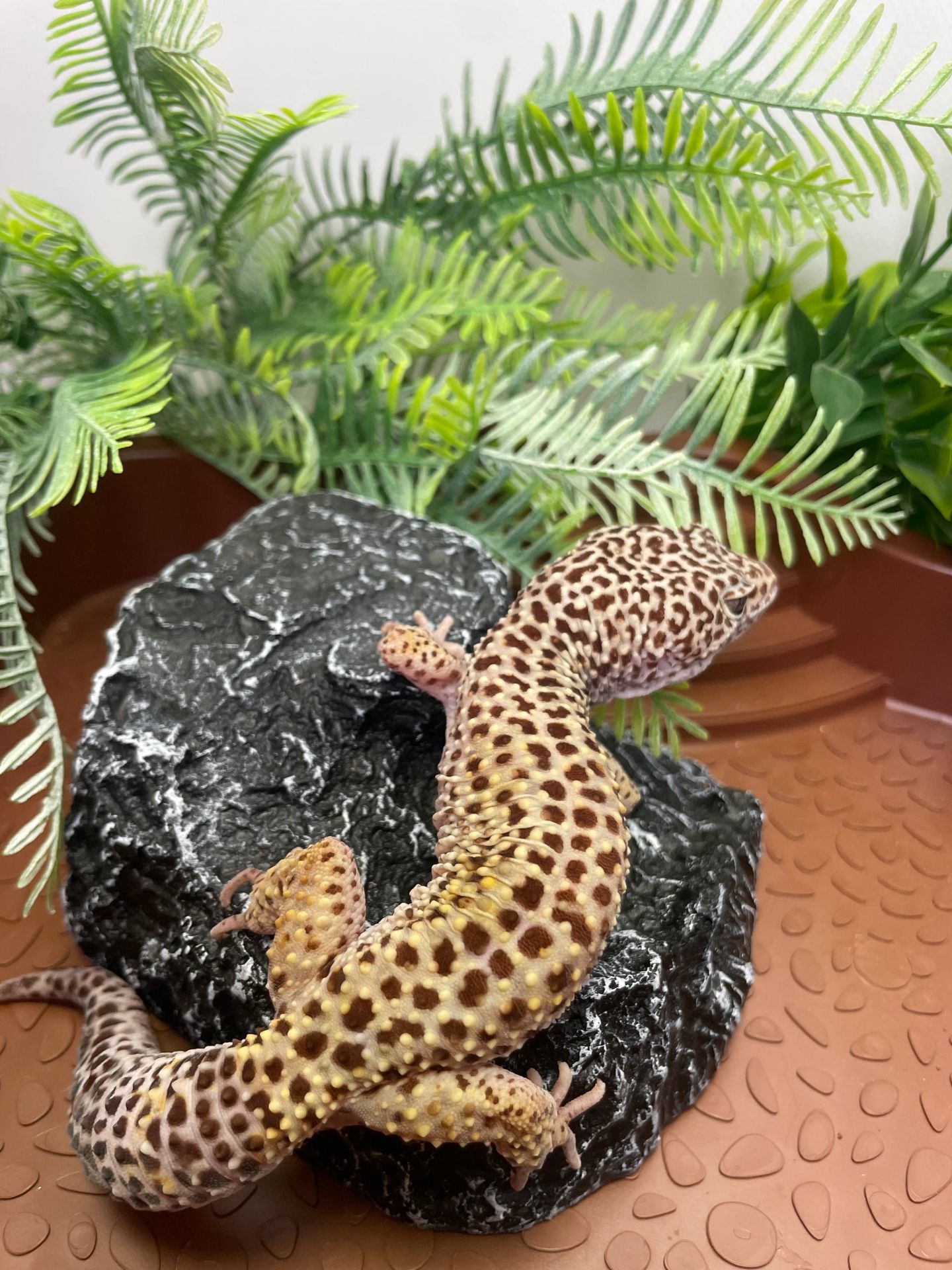 Еублефар, гекон еублефар, усміхнена ящірка