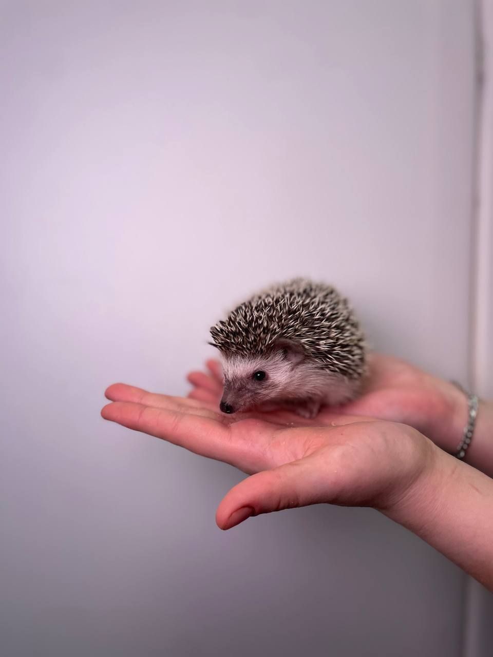 Африканские ёжики, африканські ручні їжачки, мега ласковые и милые