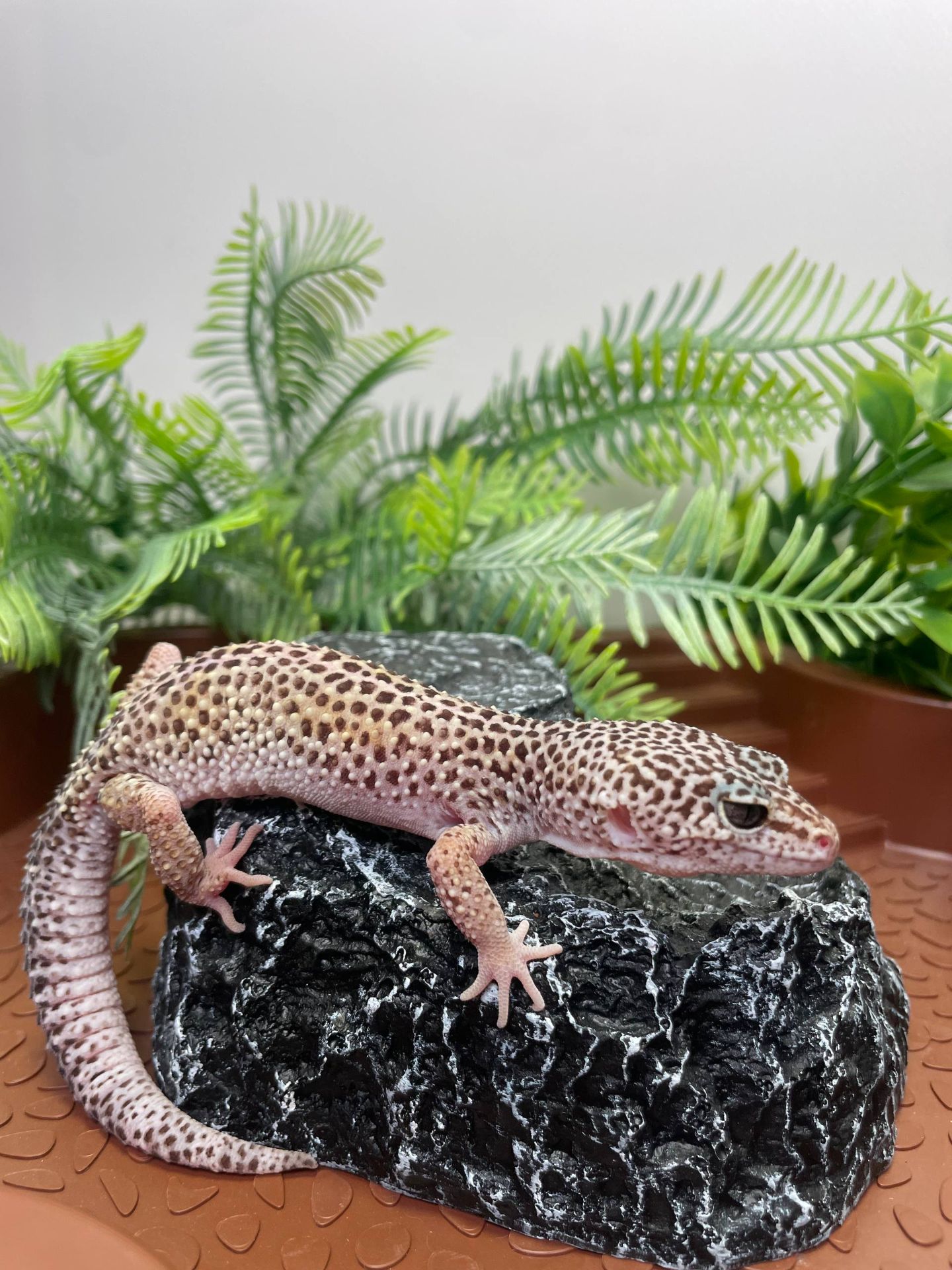 Еублефар, гекон еублефар, усміхнена ящірка