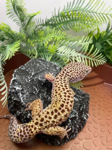 Еублефар, гекон еублефар, усміхнена ящірка