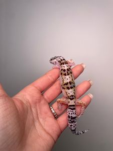 Еублефар, гекон еублефар, усміхнена ящірка