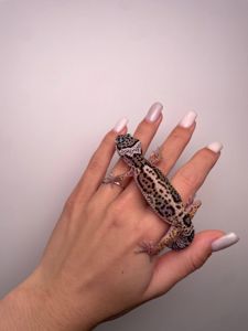 Еублефар, гекон еублефар, усміхнена ящірка