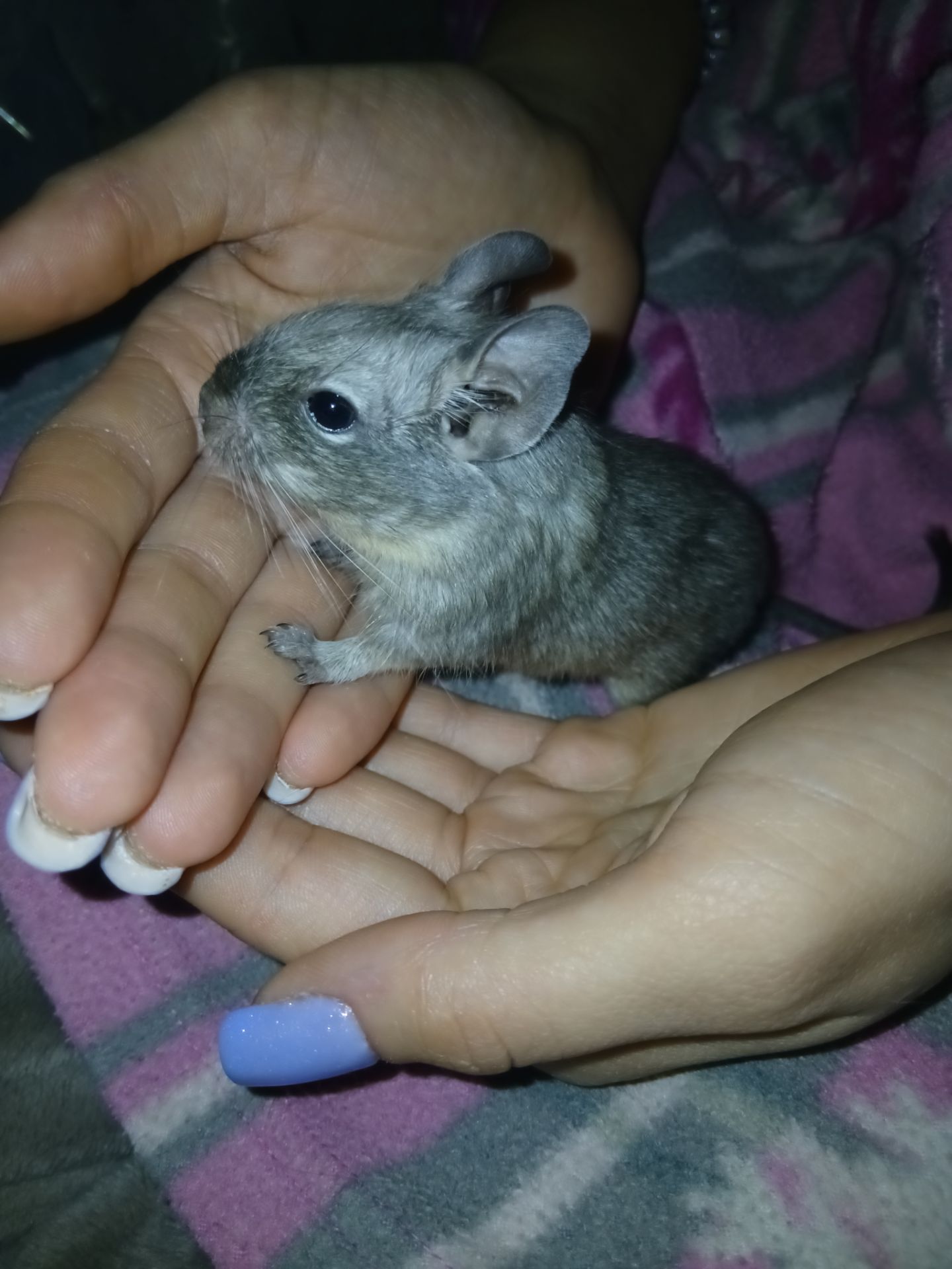 Чилійська білочка дегу